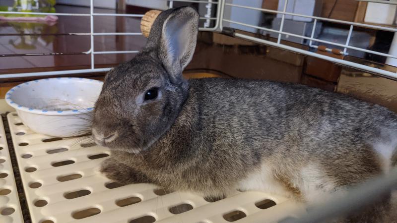 rabbit